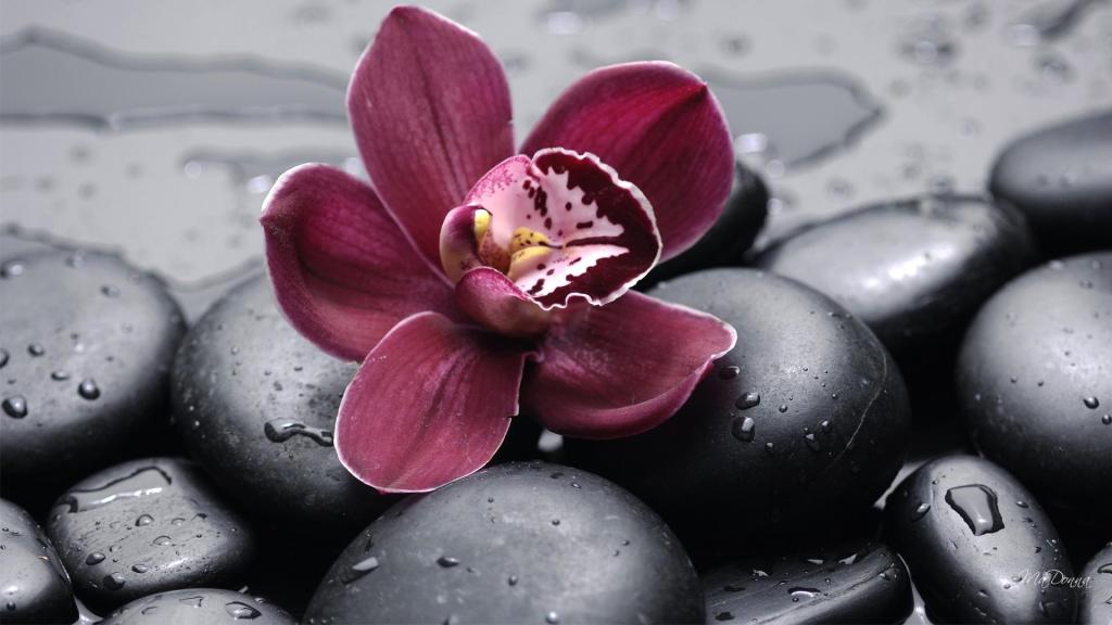orchid_on_the_rocks_iii-1024x576