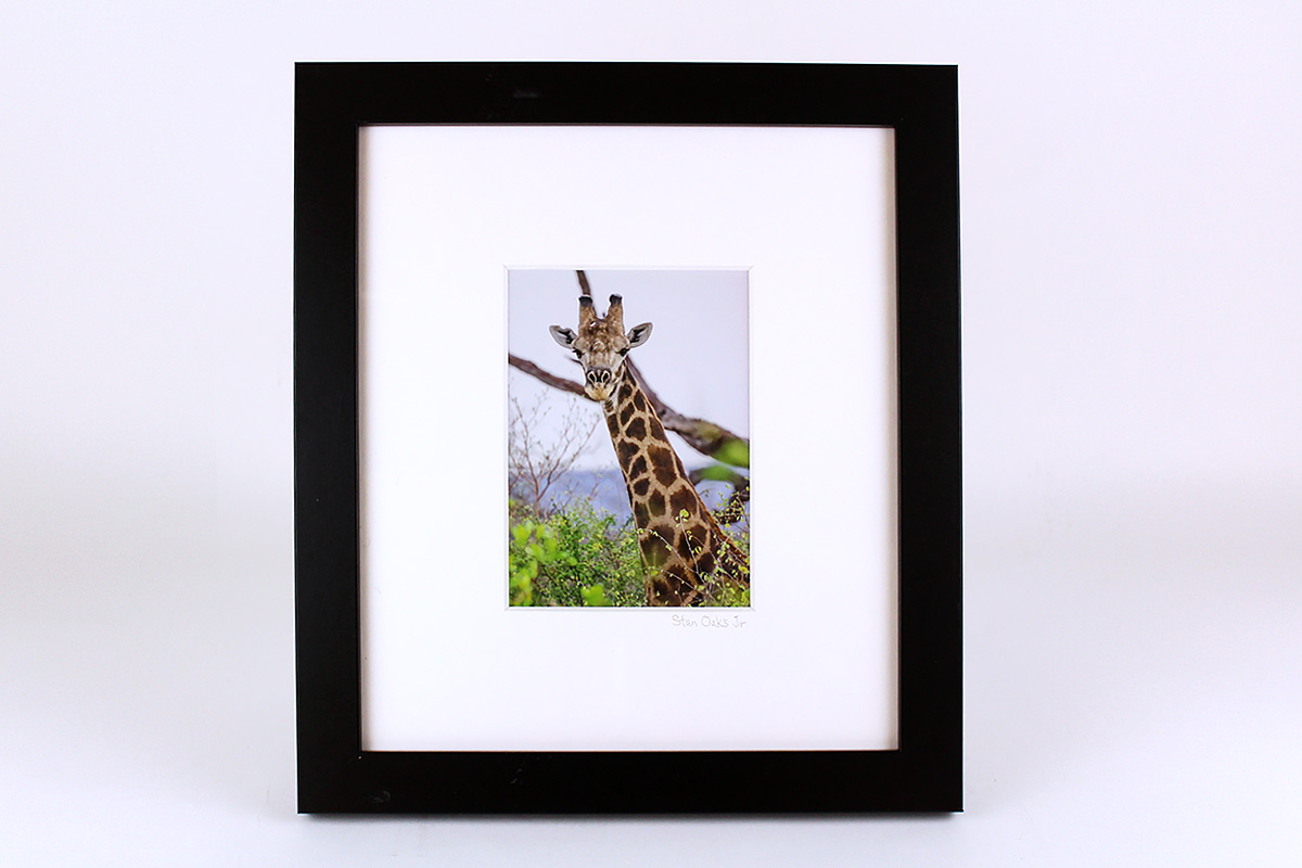 Stan Oaks, Framed Giraffe Photo