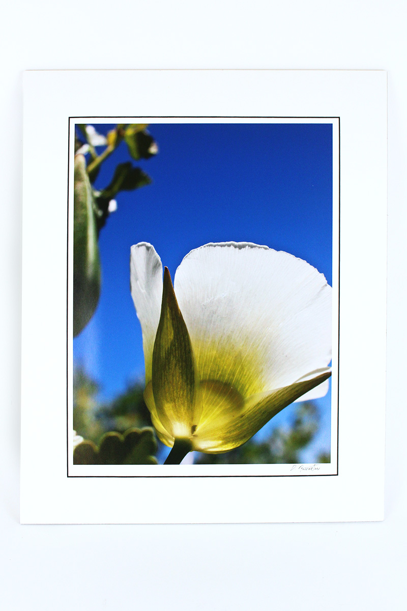 JB Anderson Large Tulip Photo, Archival Ink & Paper