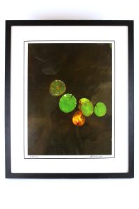 J. Anderson, Lily Pads, Framed Photo